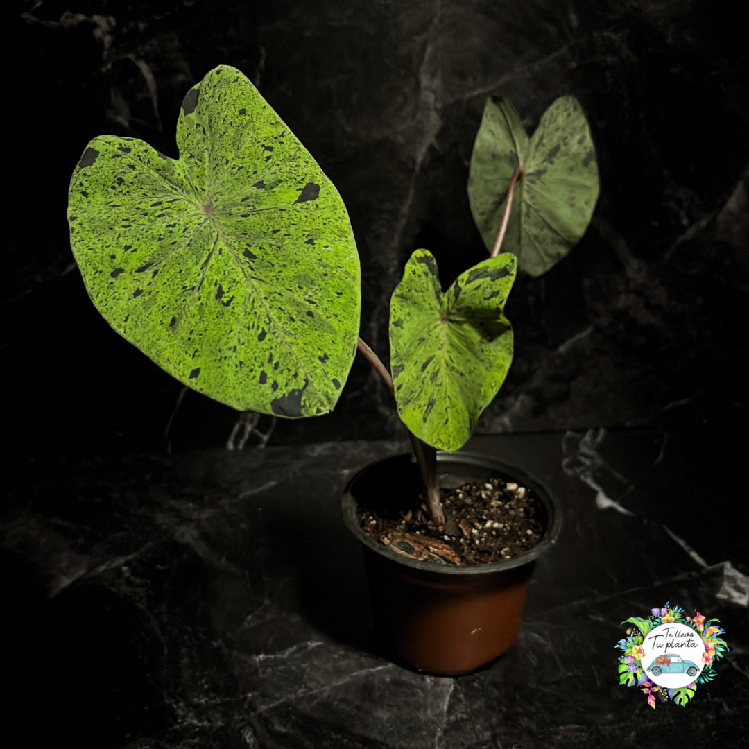 Colocasia Mojit0 "6