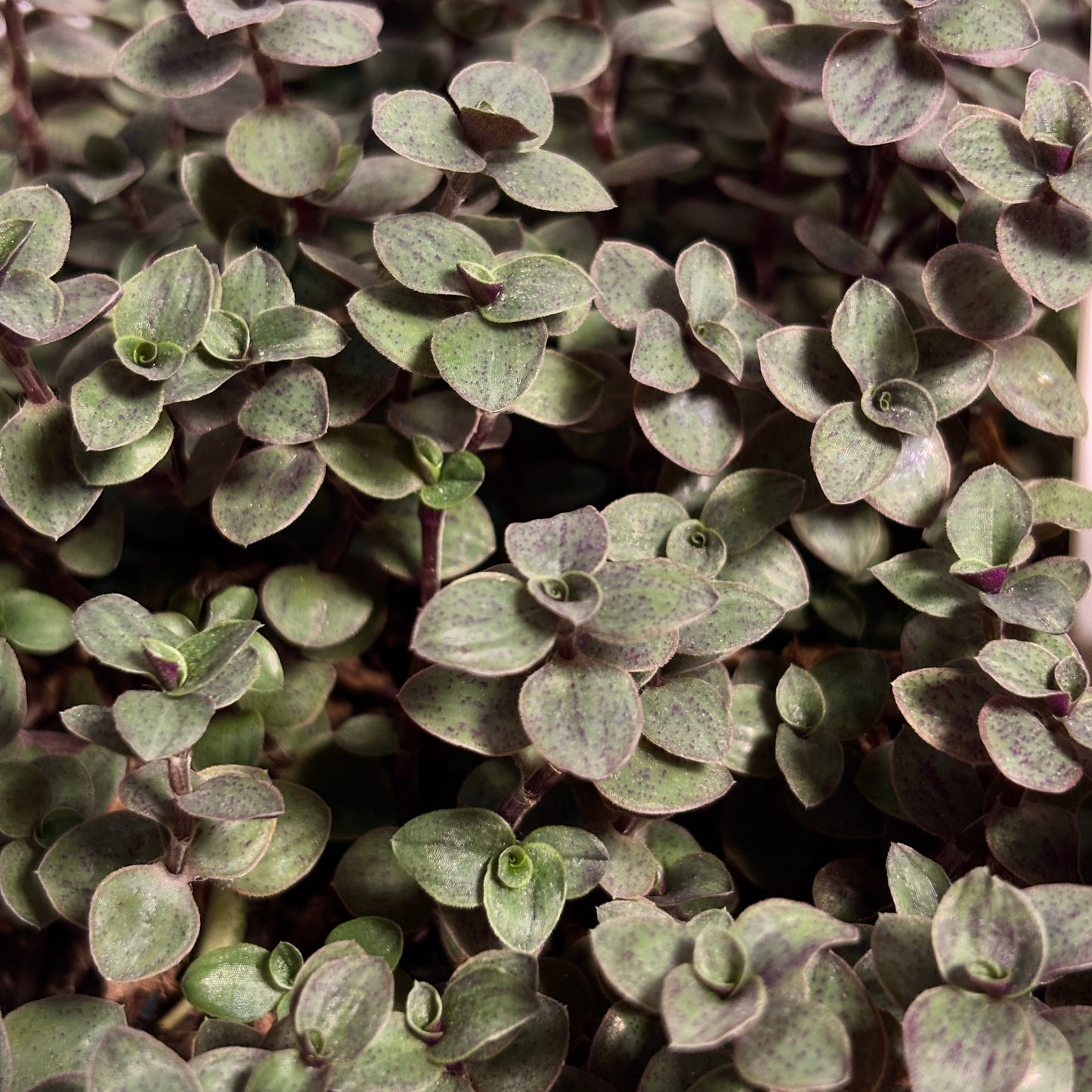 Callisia Rapens "7