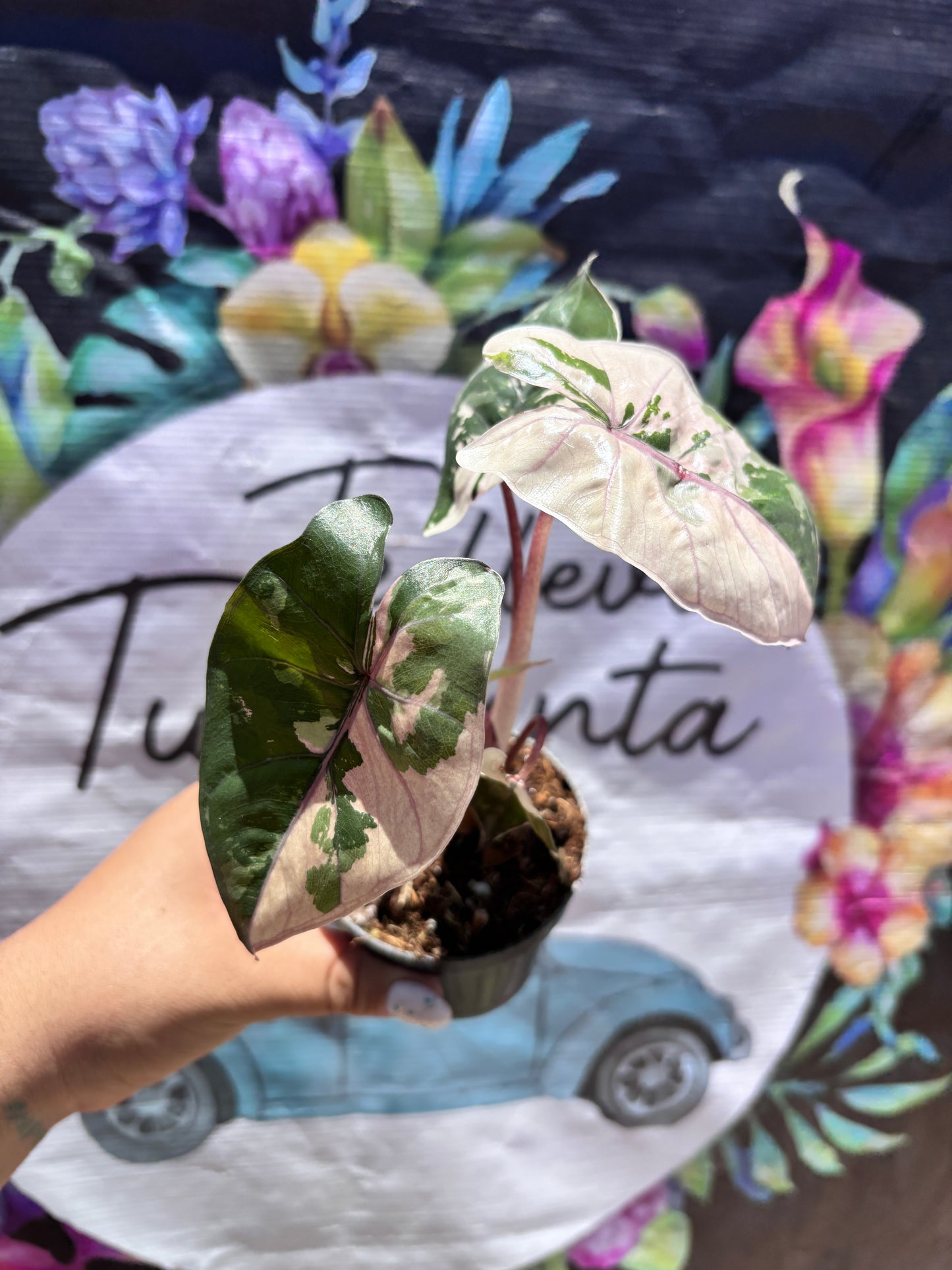Alocasia Yucatan Princess Variegada "4
