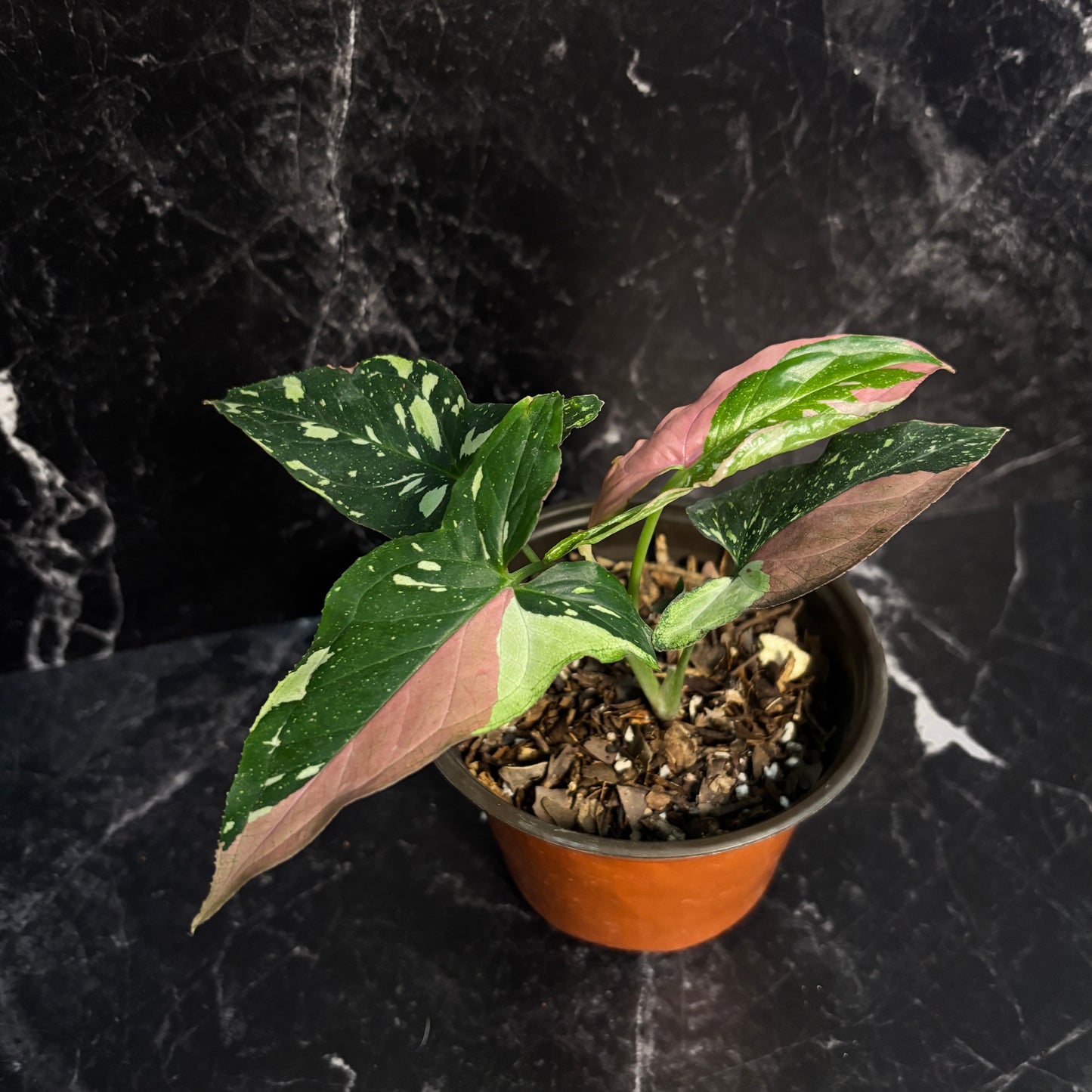 Syngonium Tricolor “5
