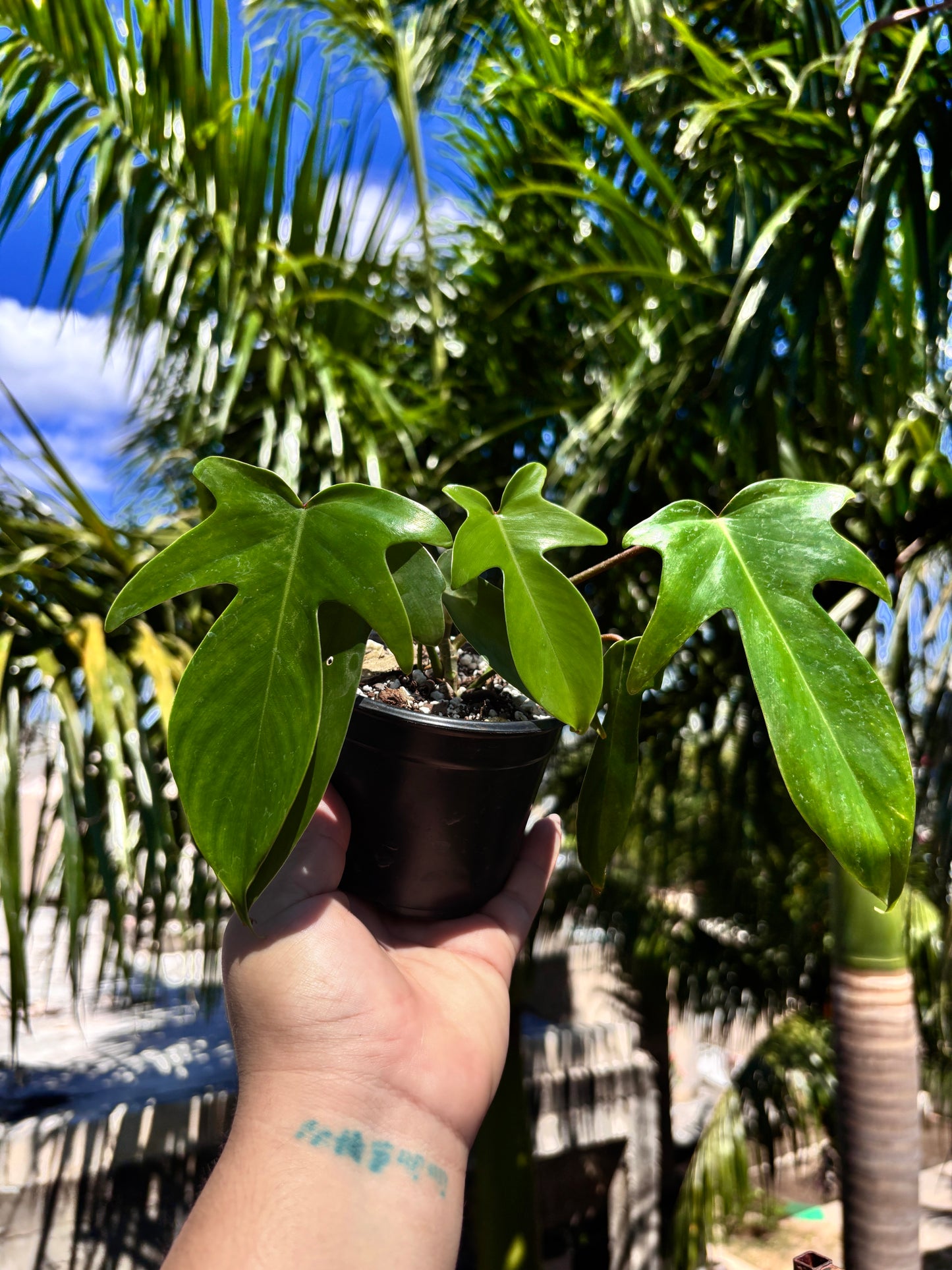 Philodendron Pedatum "4