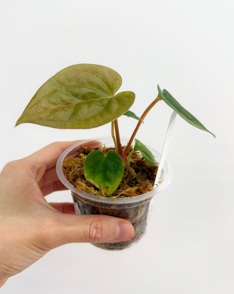 Anthurium Dorayaki x Luxurians