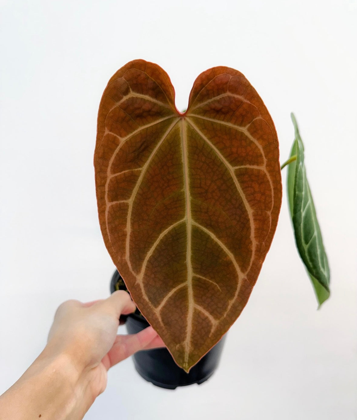 Anthurium Besseae “6 (Híbrido)