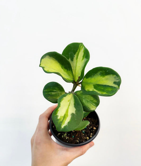 Hoya ovobata Variegado interior “4