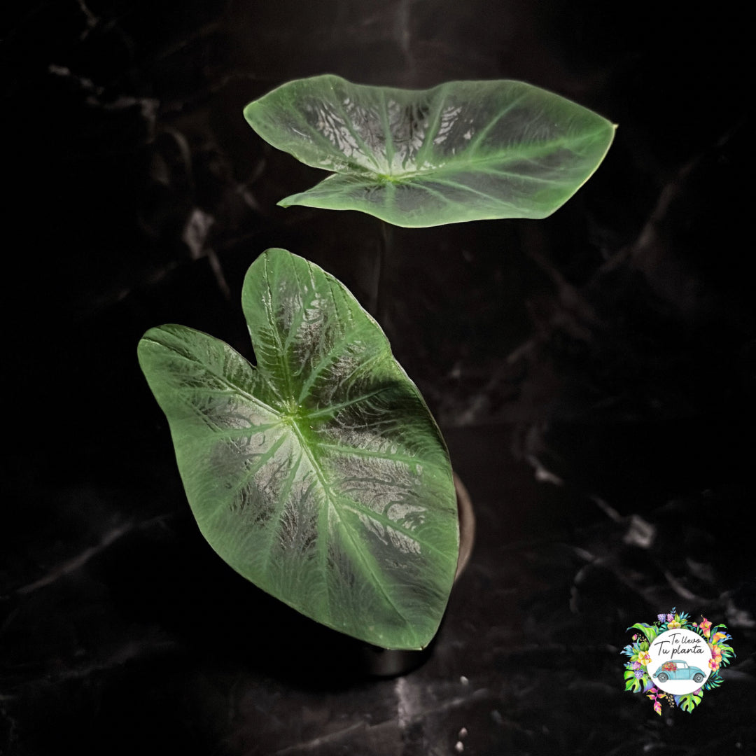 Colocasia Aloha “4