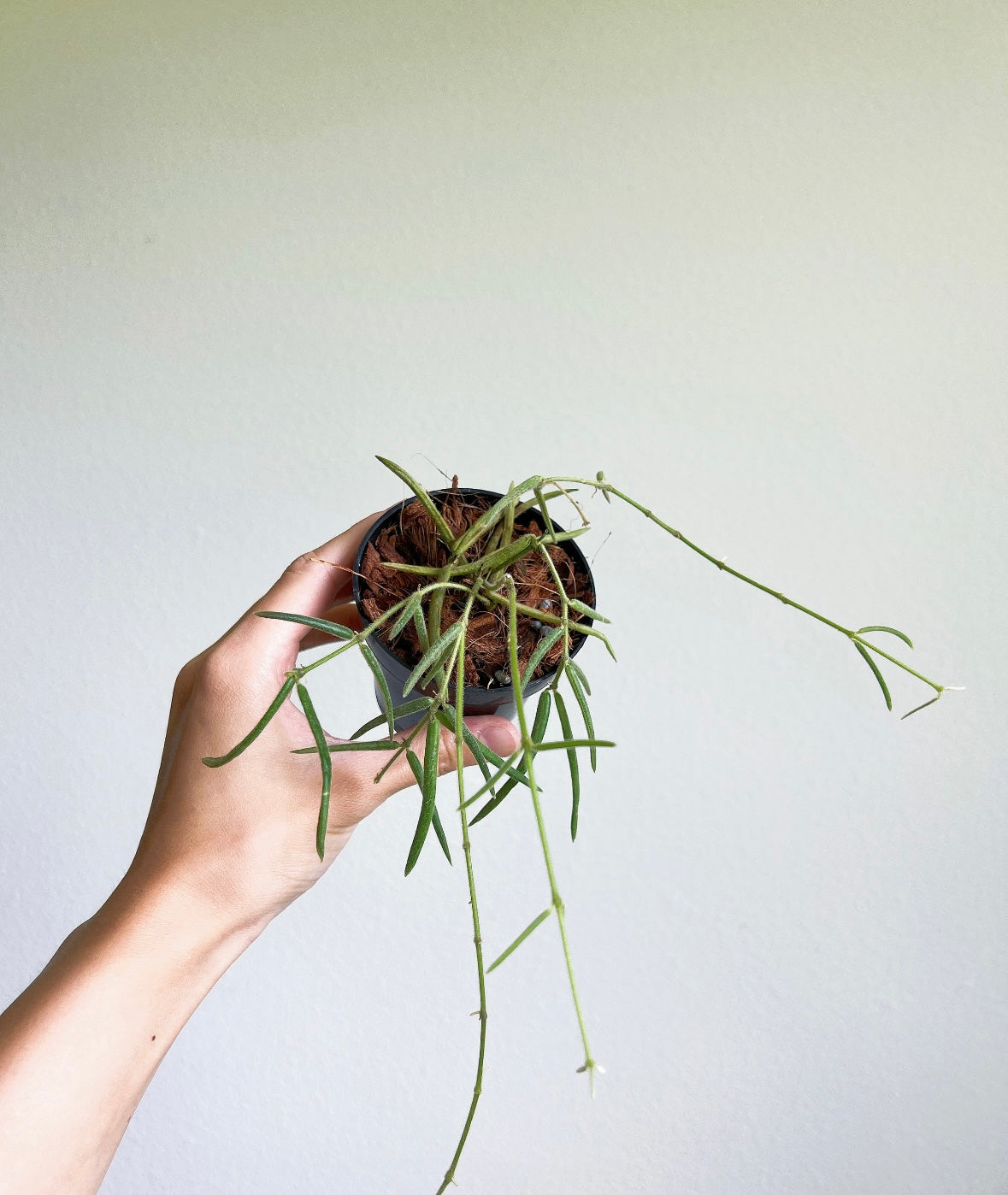 Hoya Linearis “4