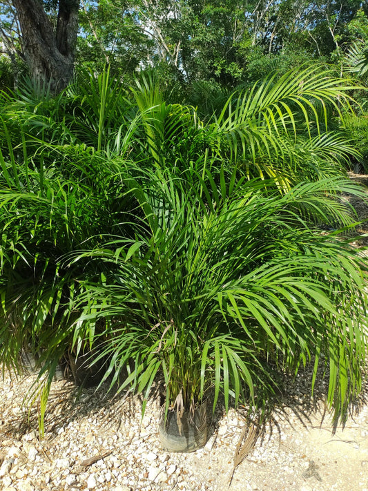 Palma Areca 1.75| 1.80