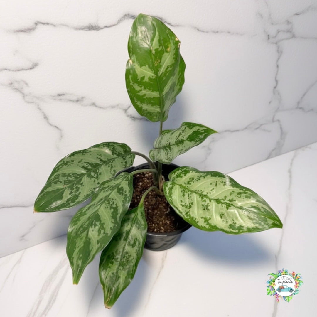 Aglaonema Maria “4