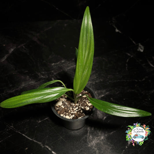 Epipremnum Amplissimum “4