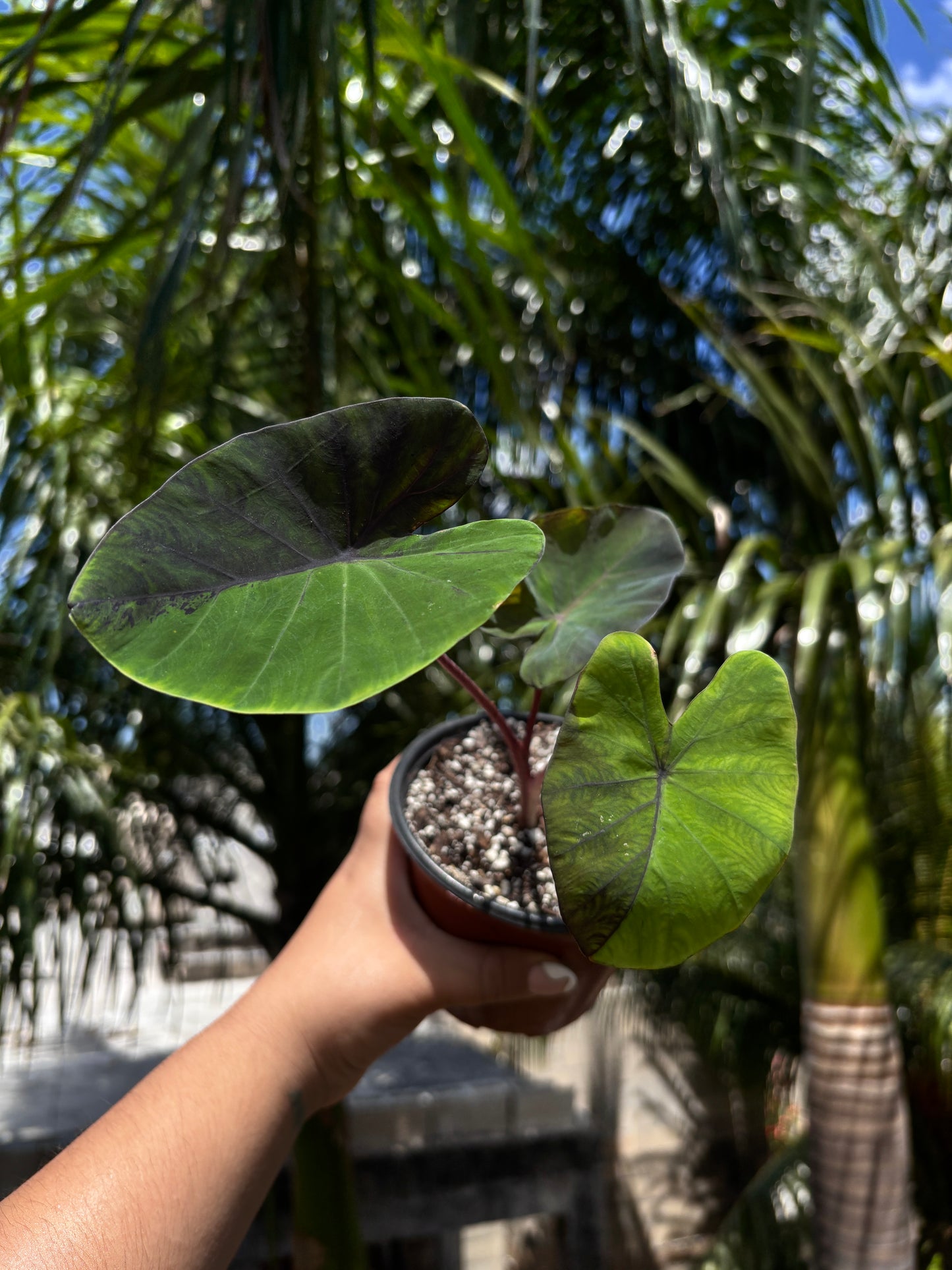 Colocasia Black Marble “5