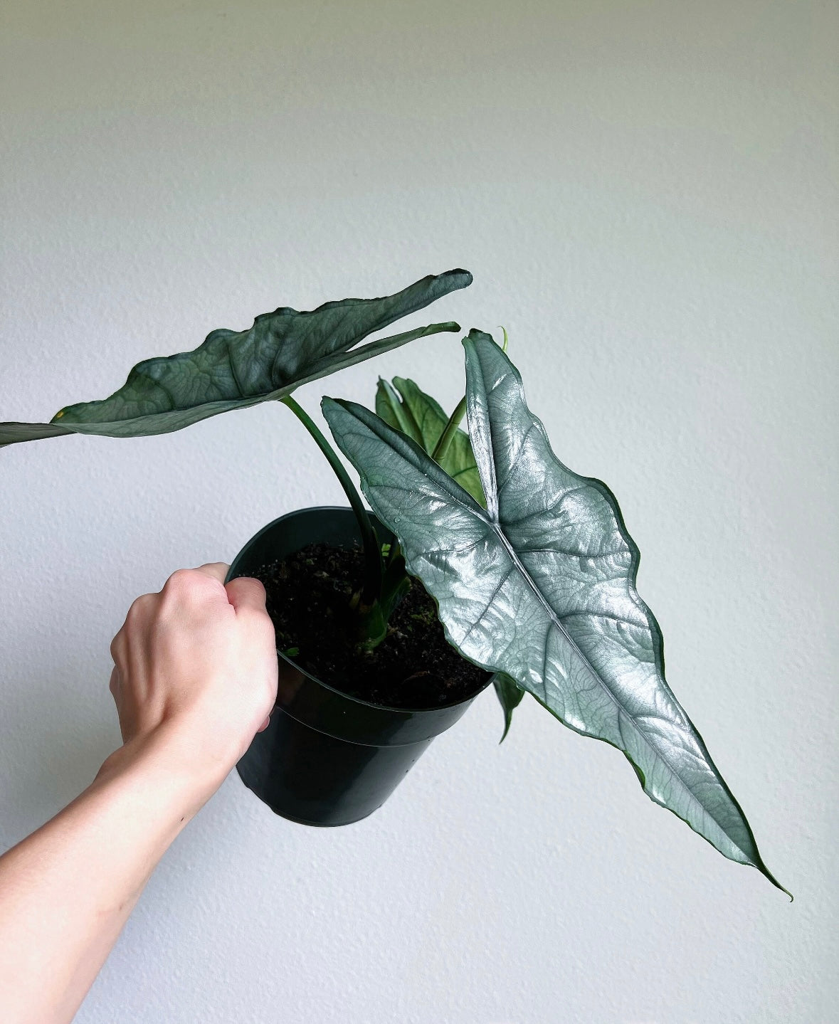 Alocasia Dragon’s Breath “4