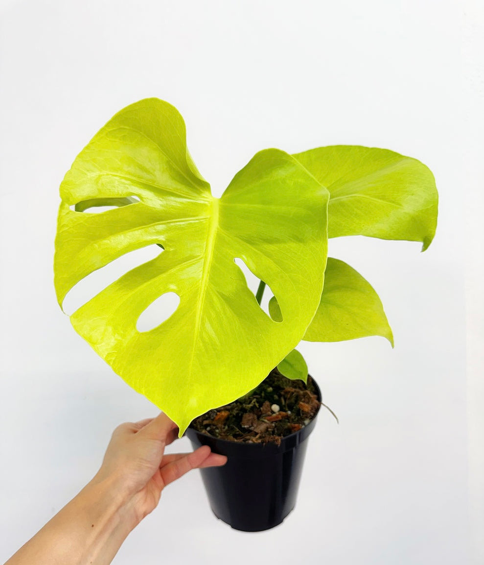 Monstera Lemon Lime “6