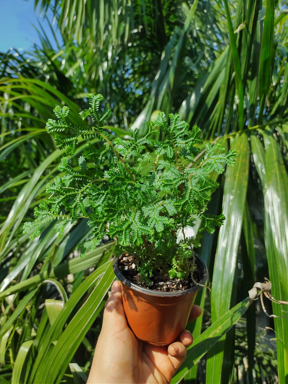 Selaginella Kraussiana