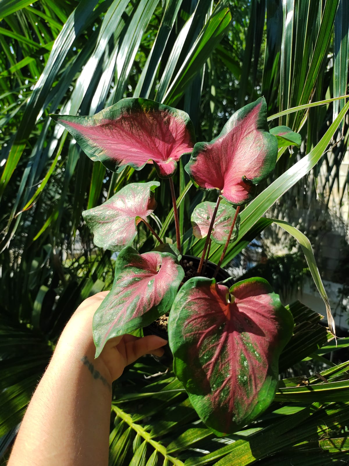 Caladium Sweet Heart #5