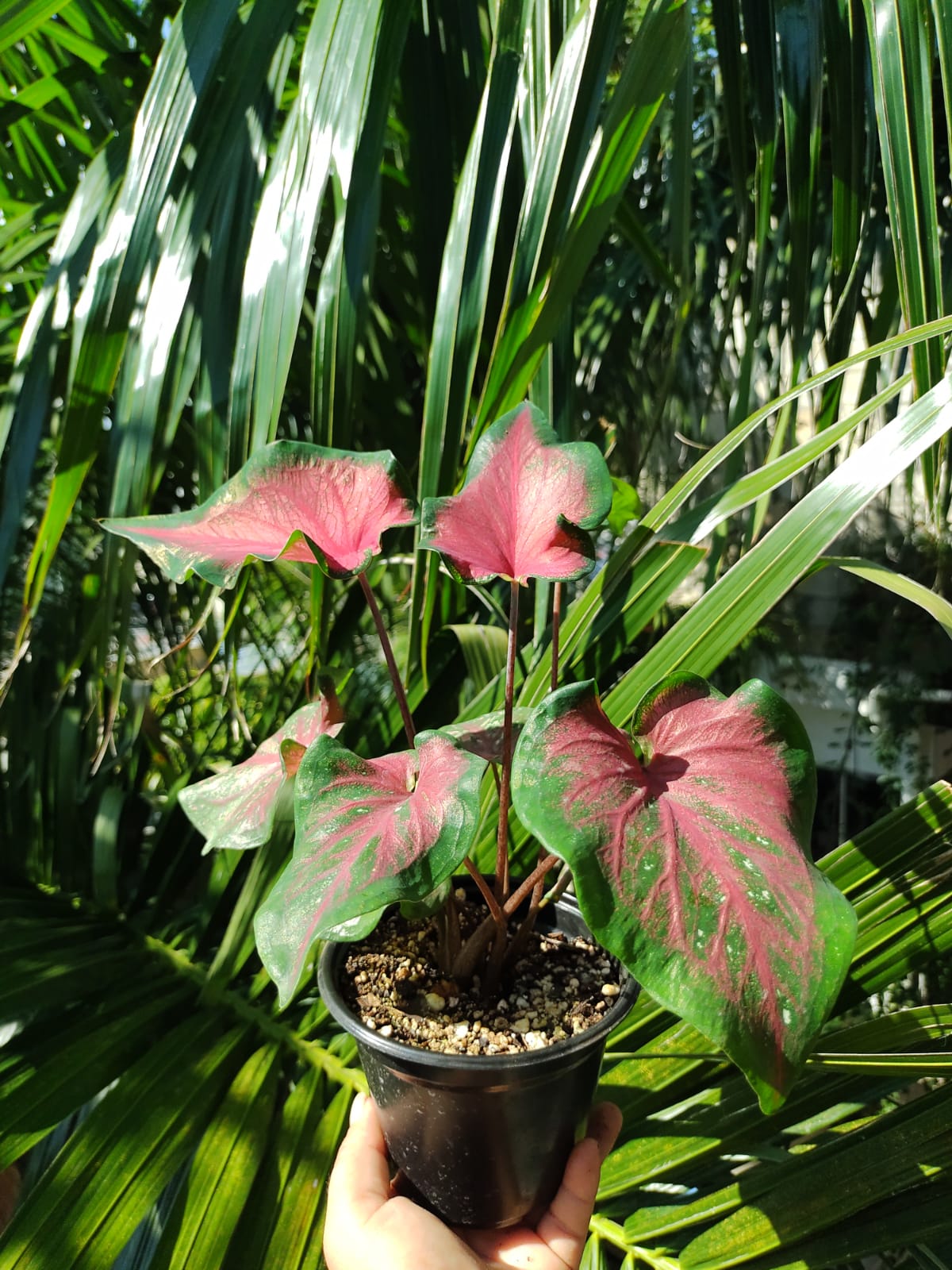 Caladium Sweet Heart #5