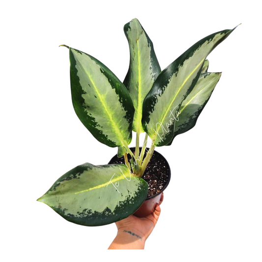 Aglaonema Green Bowl “4