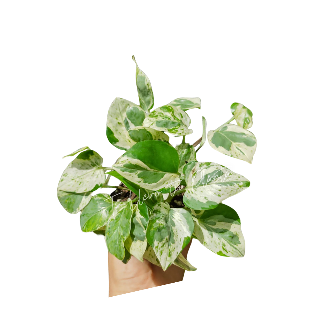 Epipremnum Aureum Pearls & Jade #4 (Pothos Pearls & Jade)