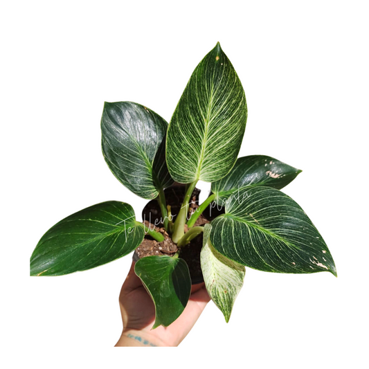 Philodendron Birkins “5