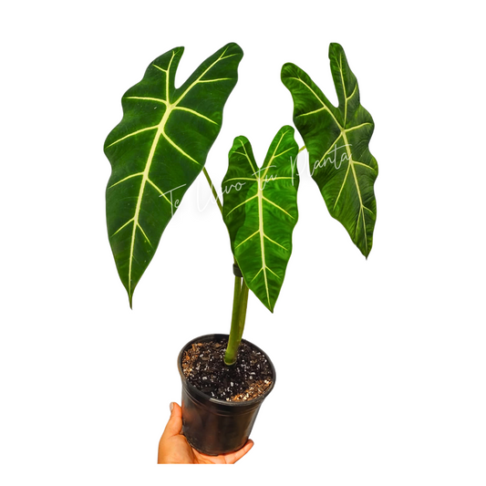 Alocasia Frydek #6