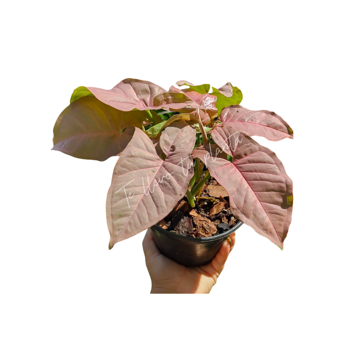 Syngonium Pink Neón Robusta #6