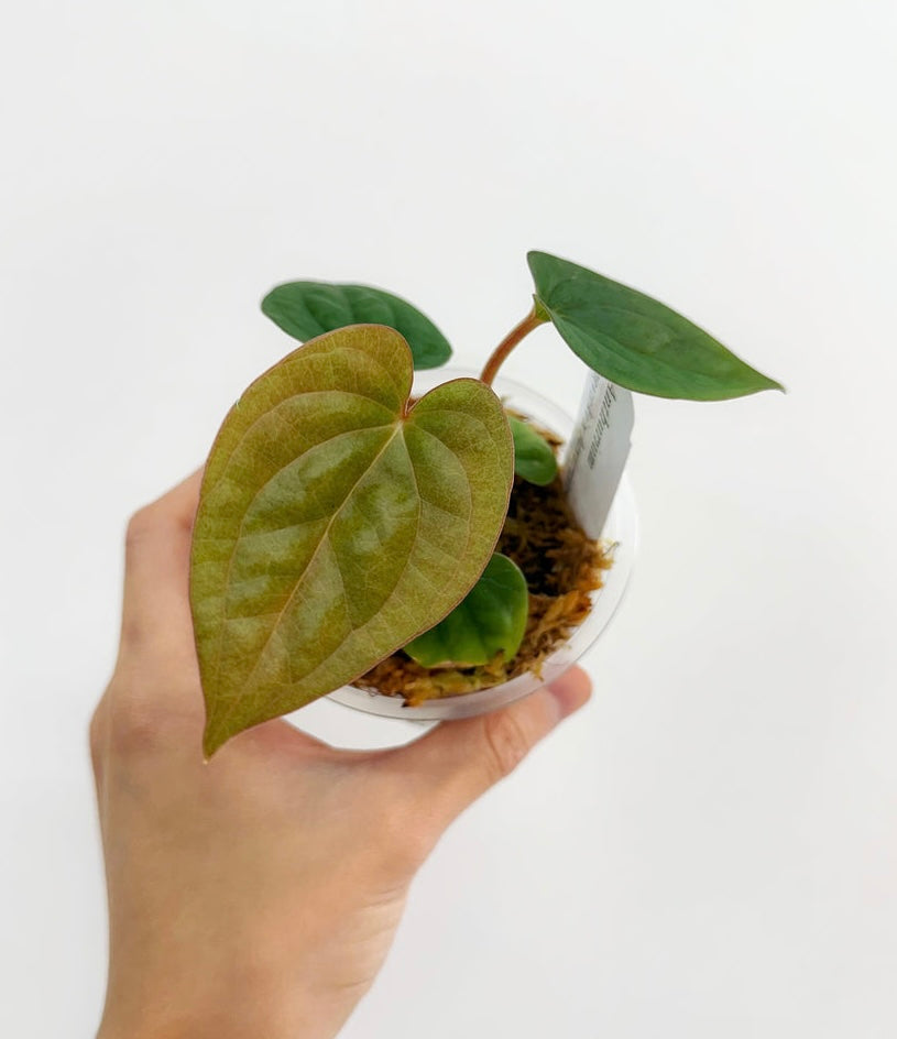 Anthurium Dorayaki x Luxurians