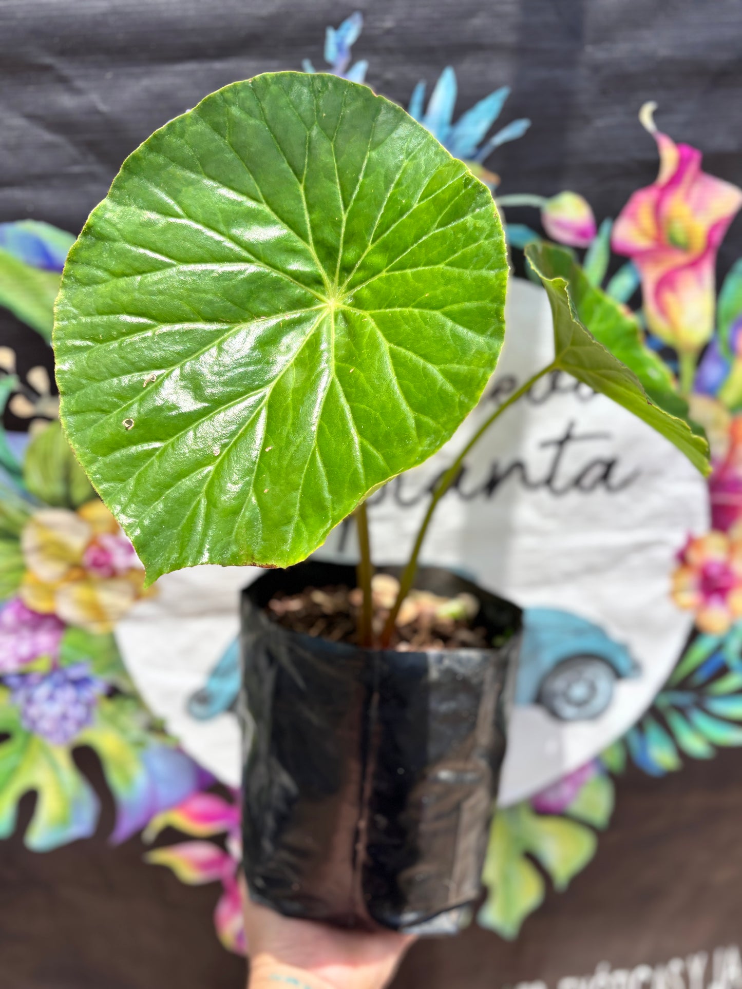 Begonia Nelumbiifolia “ 7