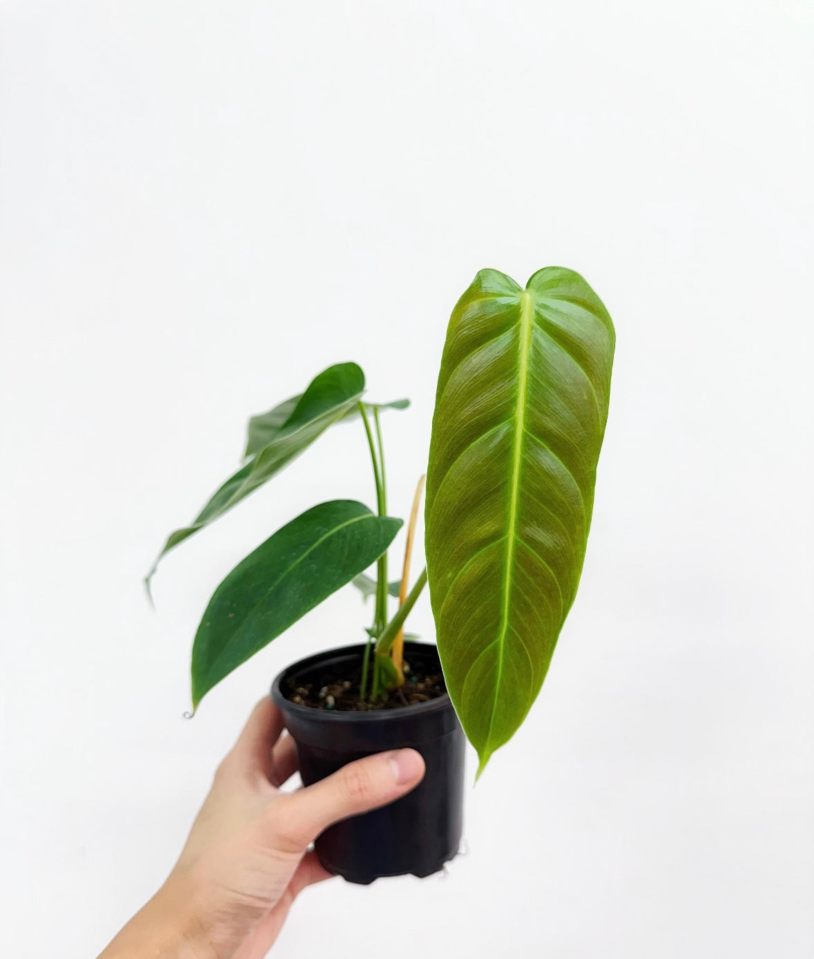Philodendron Esmeraldense “4