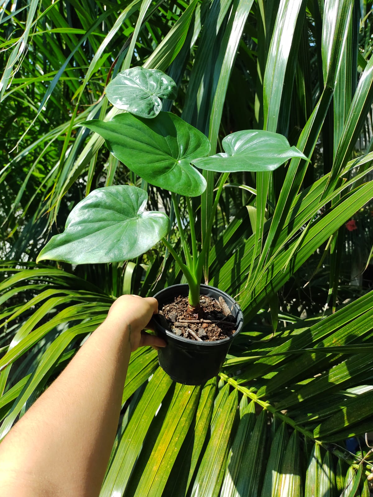 Alocasia Cucullata #4