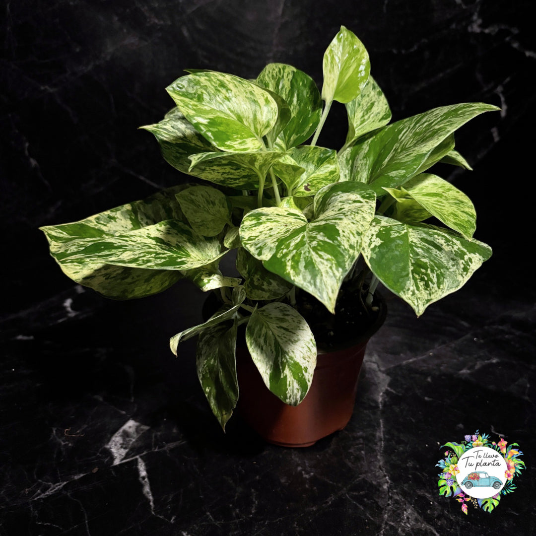 Epipremnum Aureum Marble Queen | Pothos Marble Queen “5