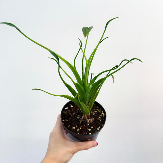 Alocasia Tiny Dancer “4