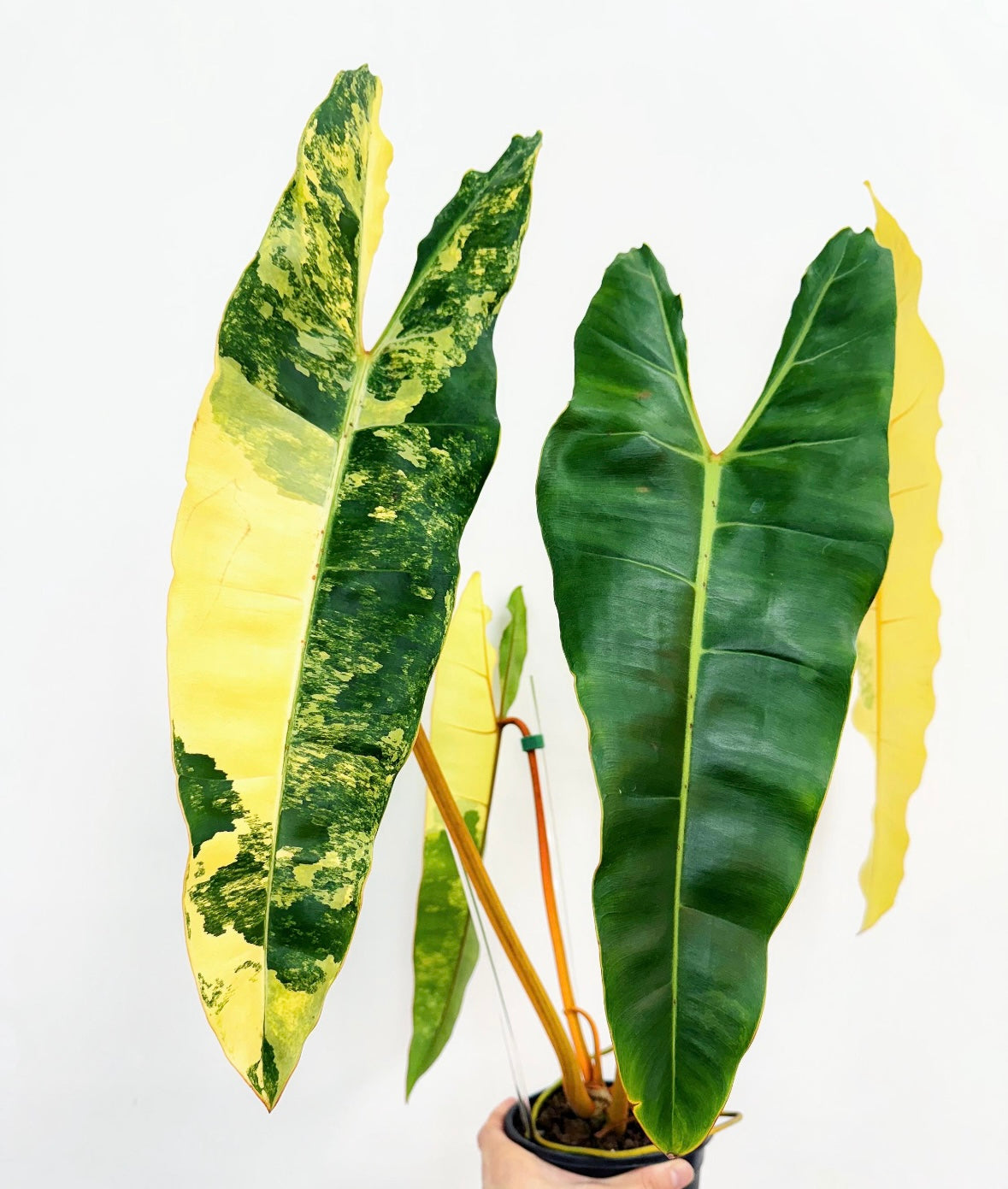 Philodendron Billietiae “6 (planta exacta)