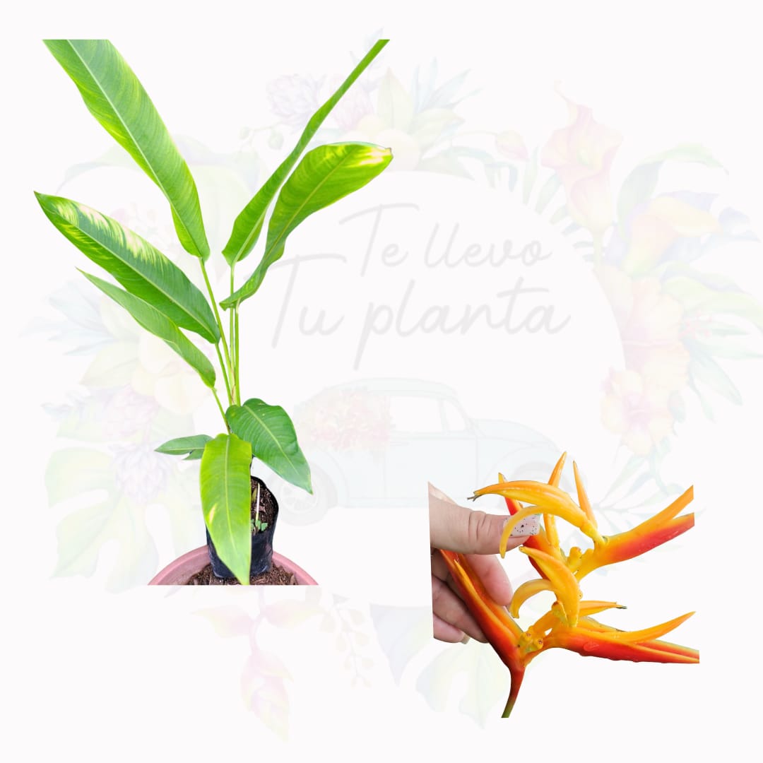 Heliconia x nickeriensis