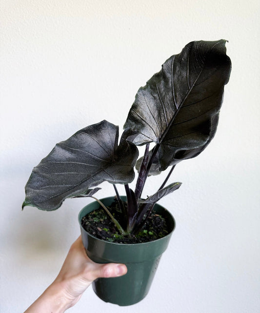 Alocasia Ontoro Velvet “4