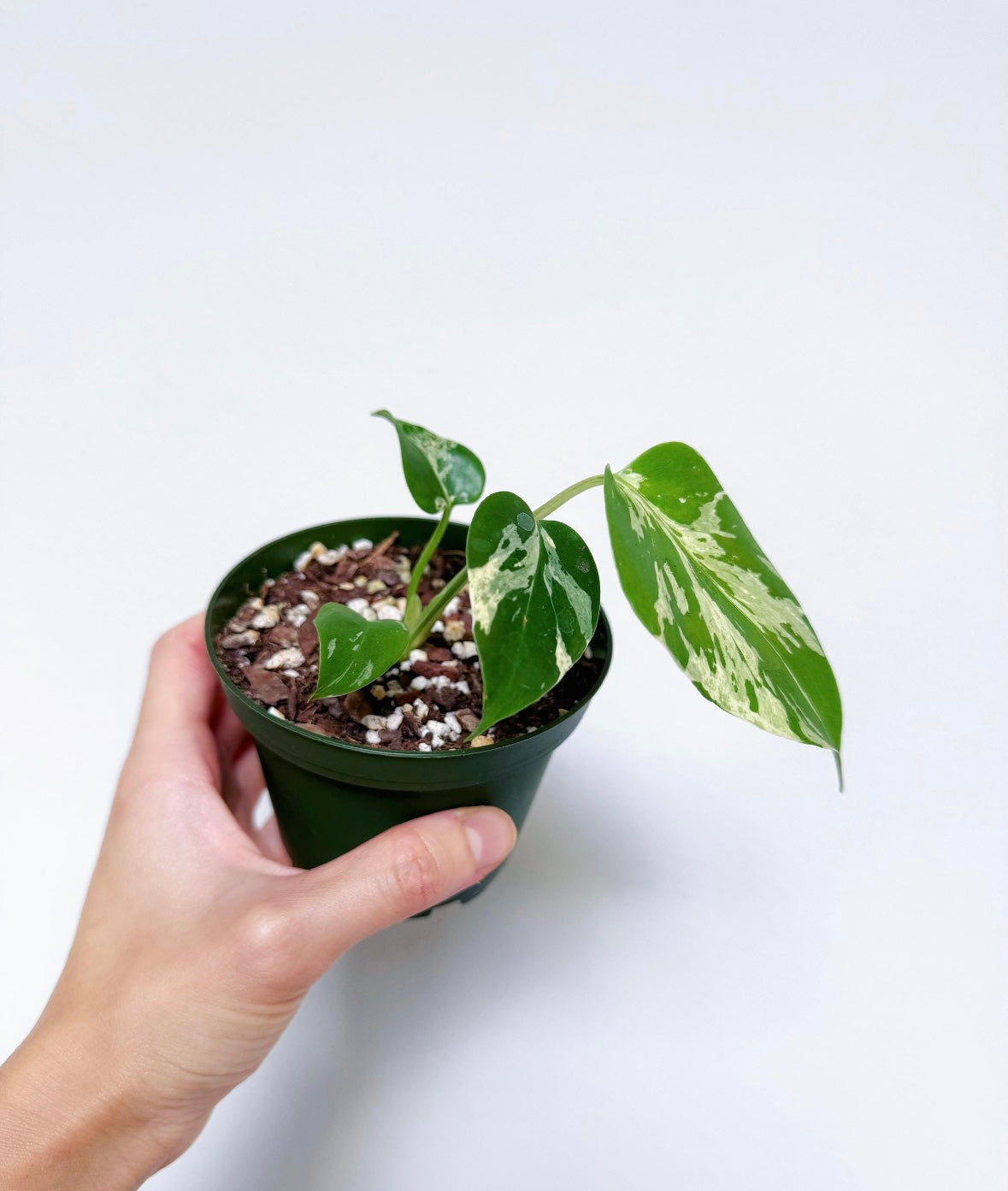 Monstera Bulbasaur “4