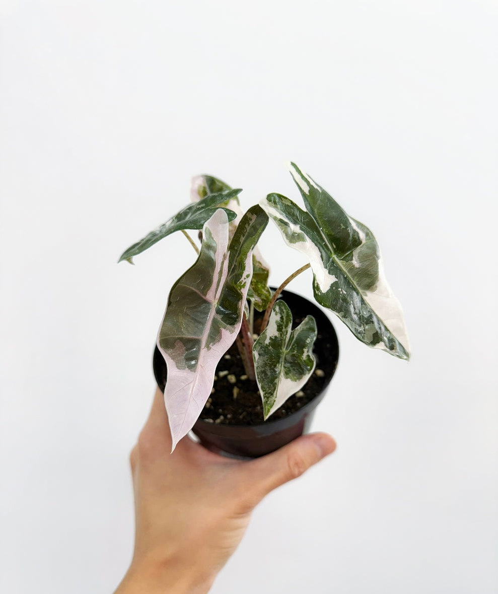 Alocasia Pseudosanderiana Pink “4