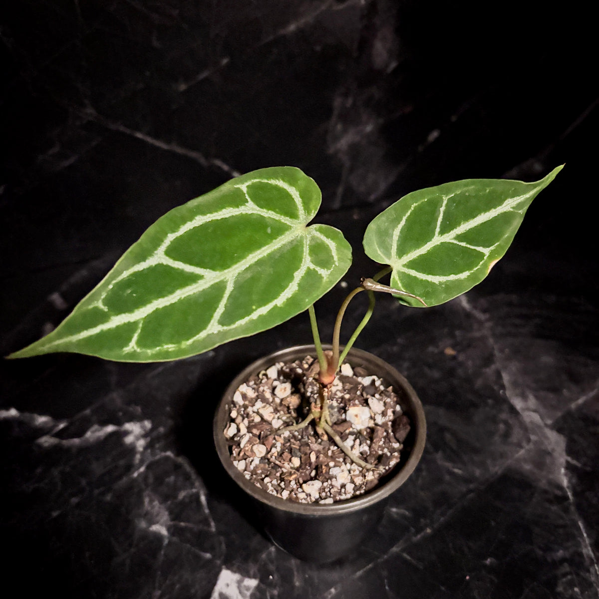 Anthurium Cristallinum “4