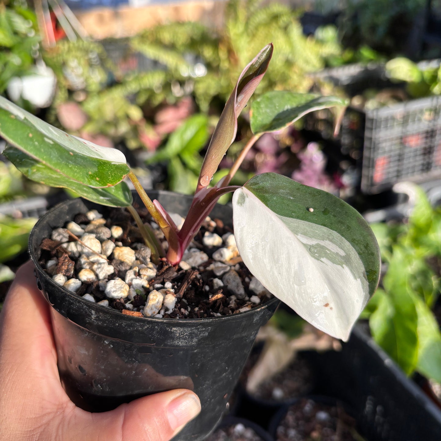 Philodendron Red Anderson “4