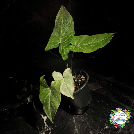 Syngonium Batik Albo “4