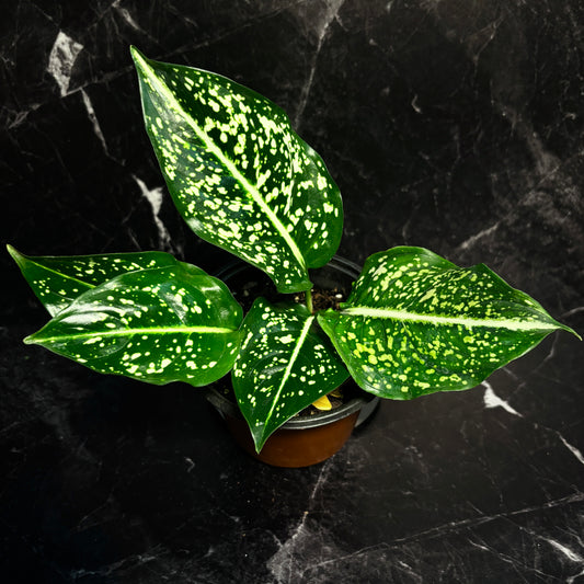 Aglaonema Costatum #5