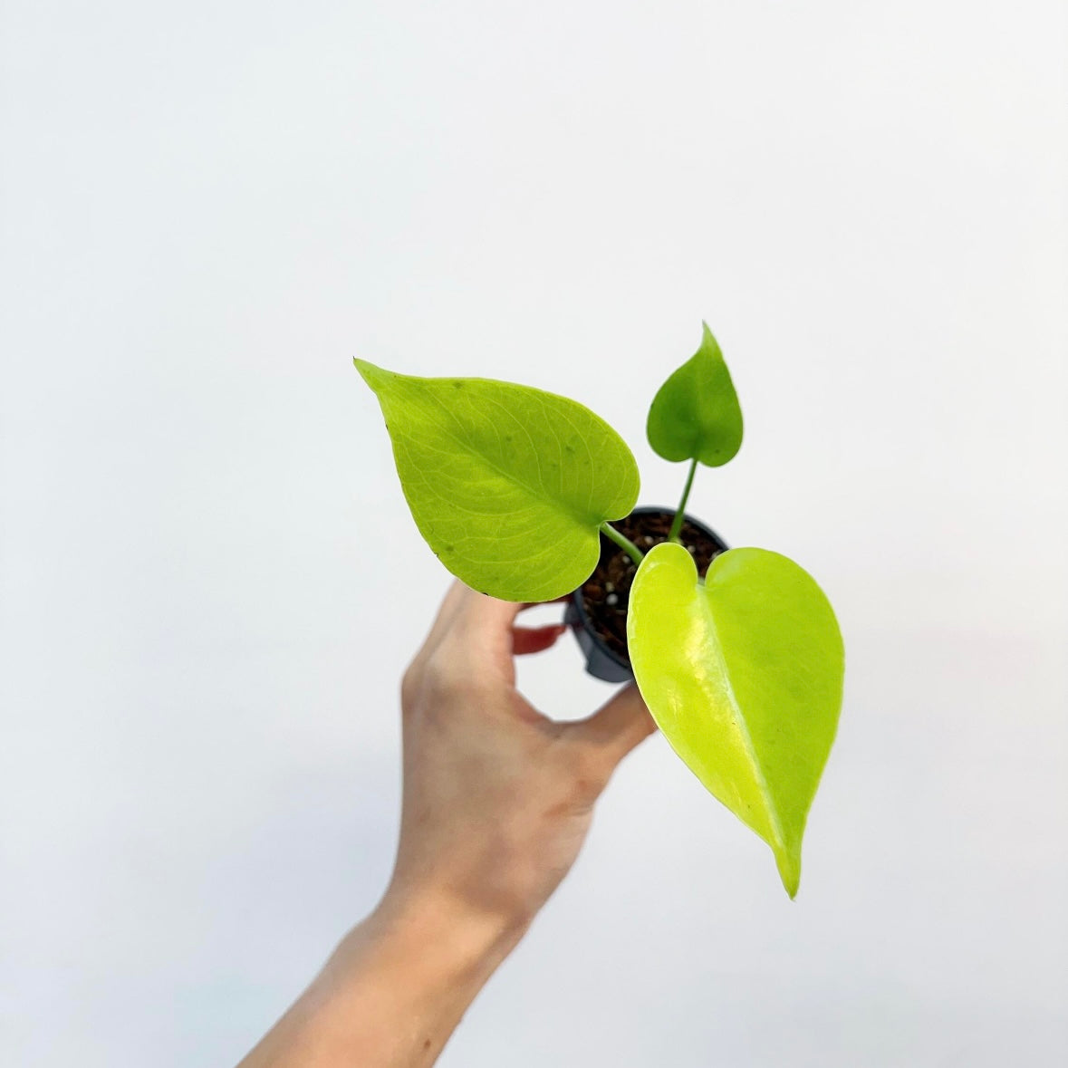 Monstera Lemon Lime "3