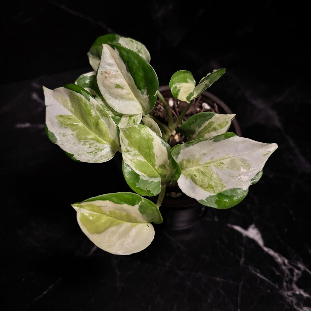 Epipremnum Aureum | Pothos Global Japanese “4