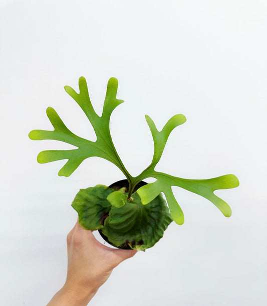 Platycerium Ridleyi “4