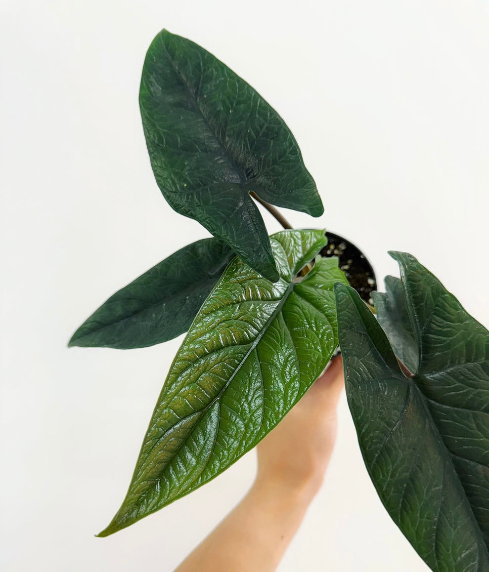 Alocasia Scalprum “4