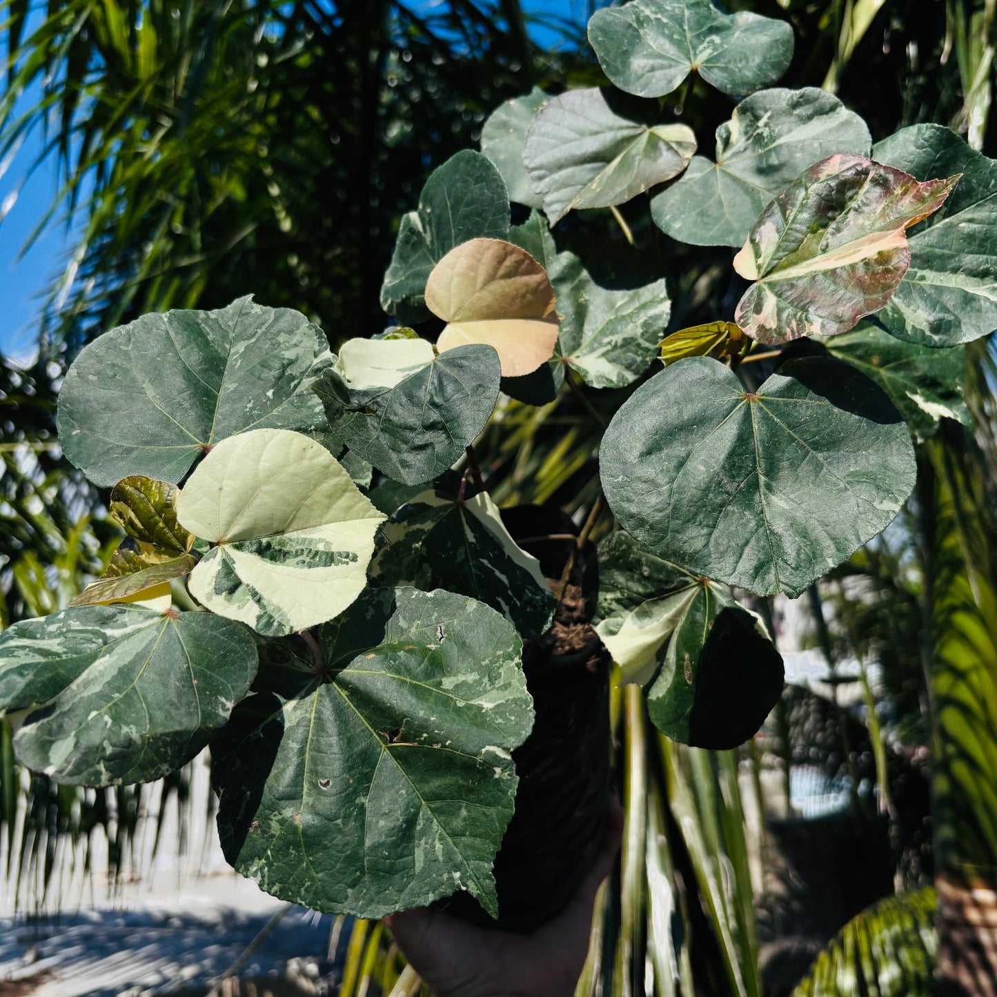 Hibiscus Tilleaceus Variegada (Majagua Arcoíris)