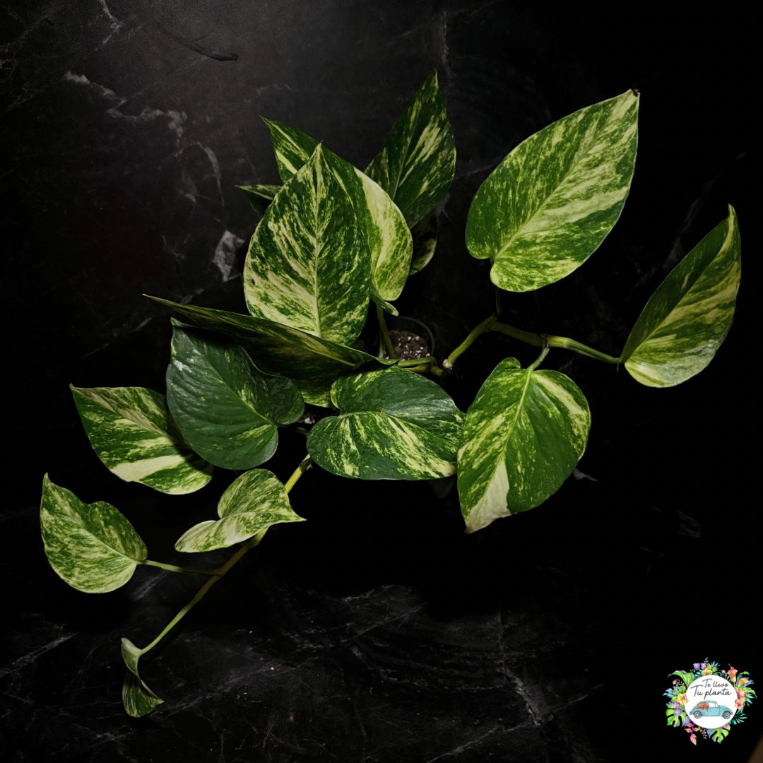 Epipremnum Aureum Hawaiian |Pothos Hawaiian “7 (Hojas medianas/maduras)