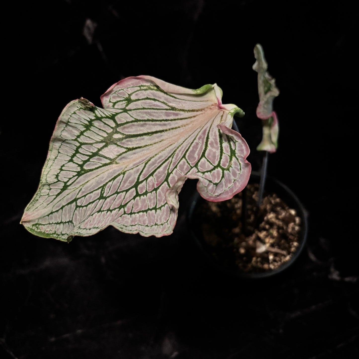 Caladium Thai Beauty “5