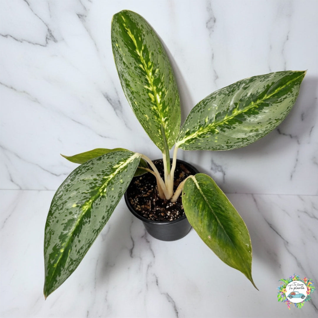 Aglaonema Green Yellow (Key Lime)