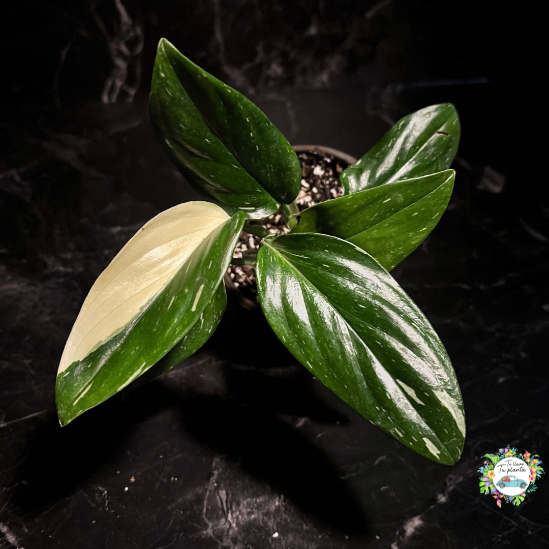 Monstera Stadleyana “4