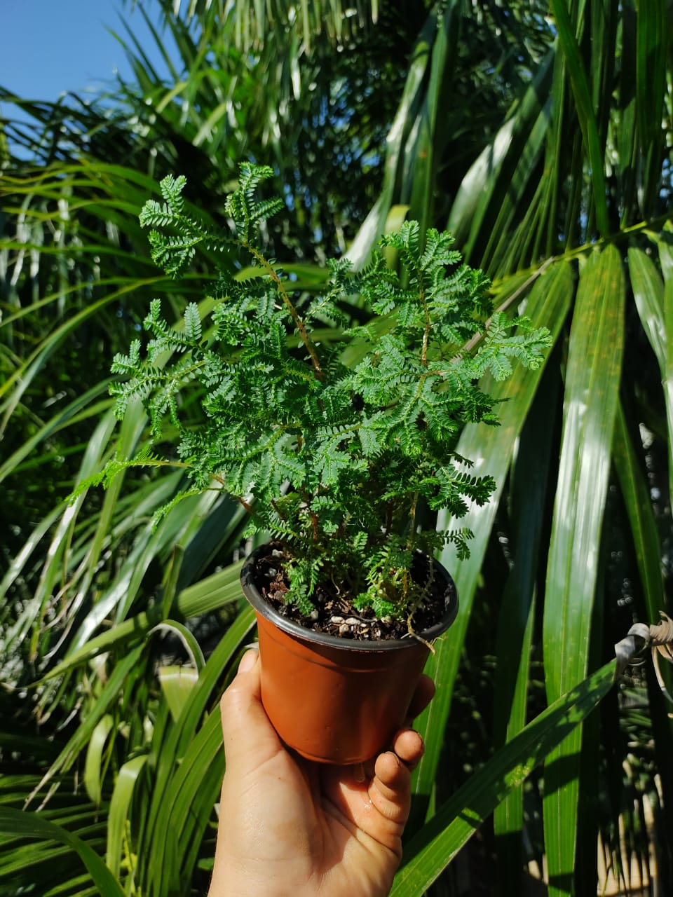 Selaginella Kraussiana