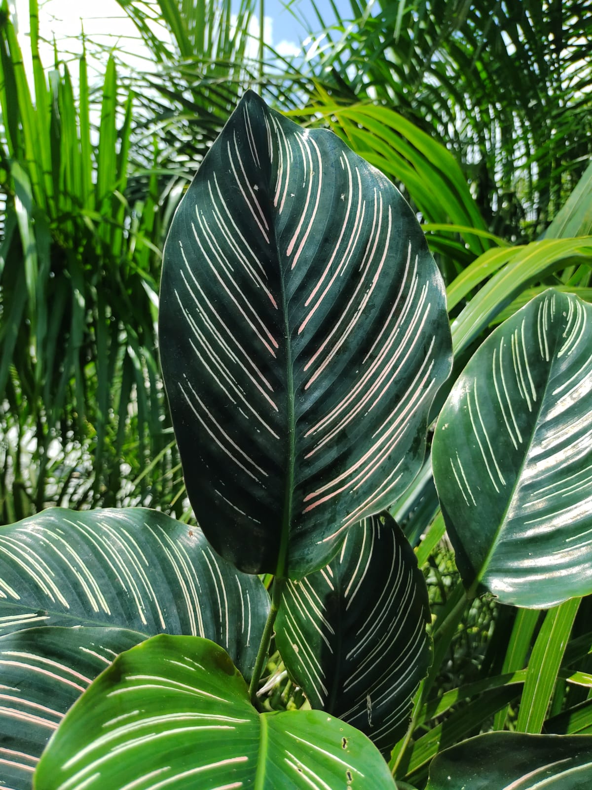 Calathea Ornata #6